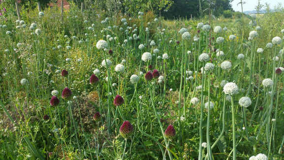 Prairie fleurie 1